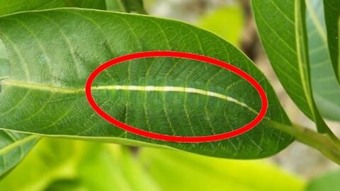 Incredible Camouflage