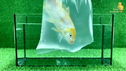 Baby Duck Duckling, Goldfish, Koi Carp Fish