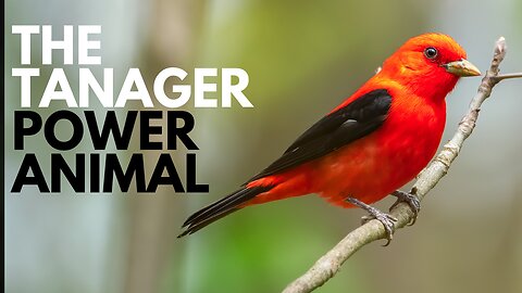 Tanager Power Animal