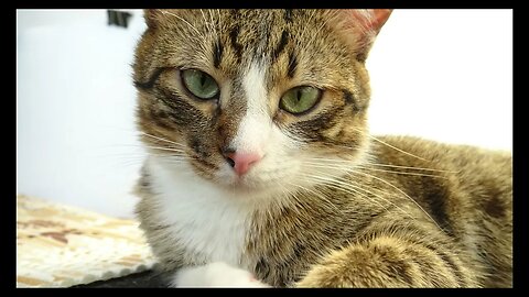 Cat Photography