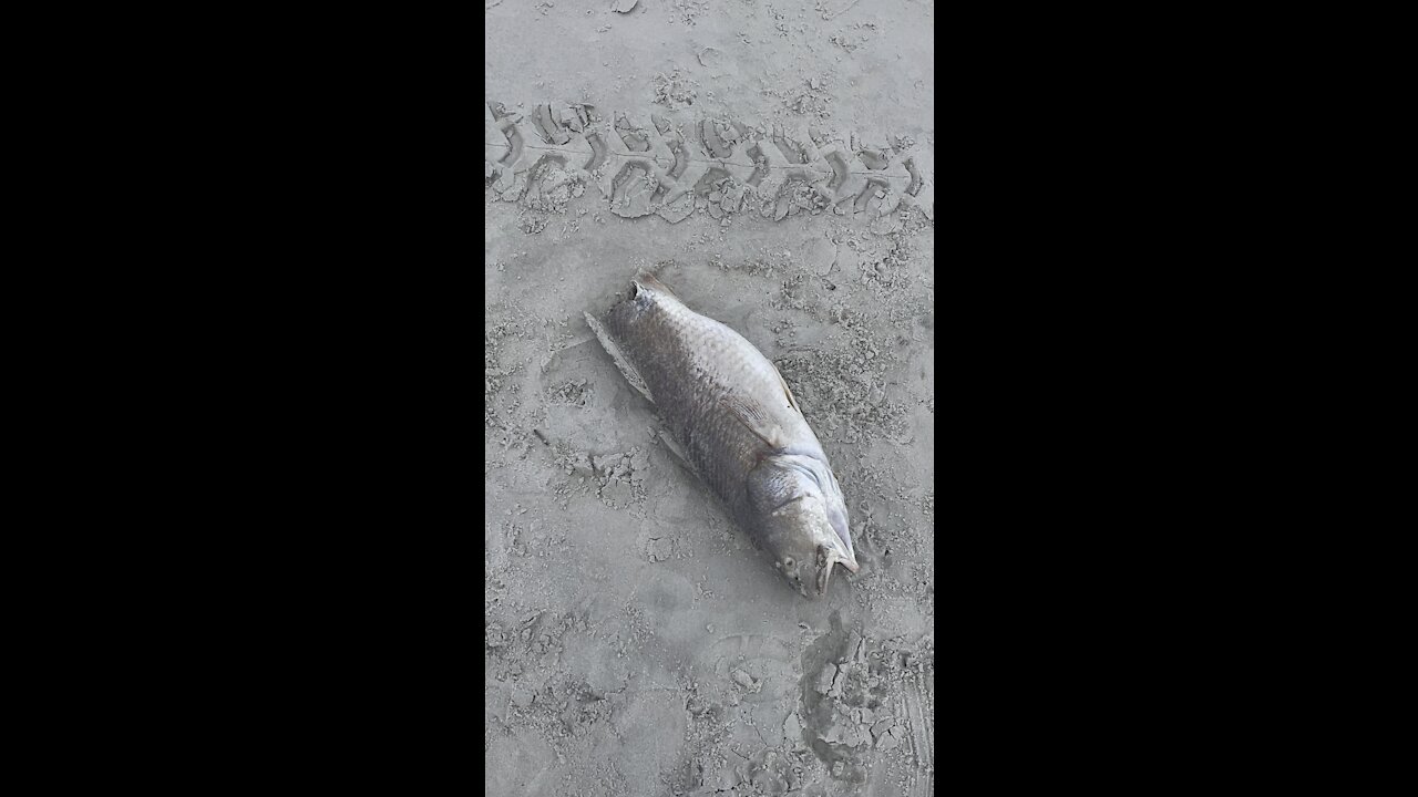 Poor redfish