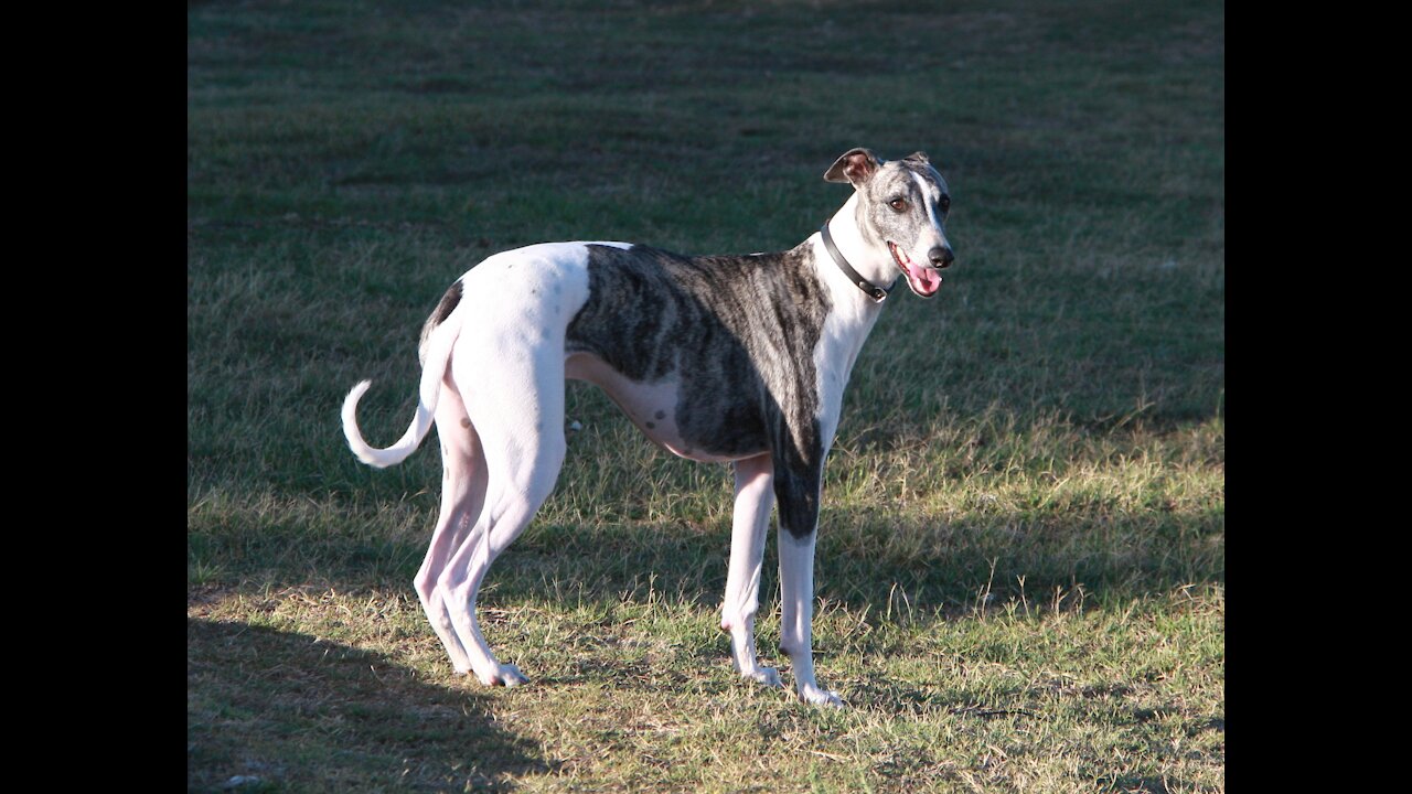 Greyhound Dog's Life.