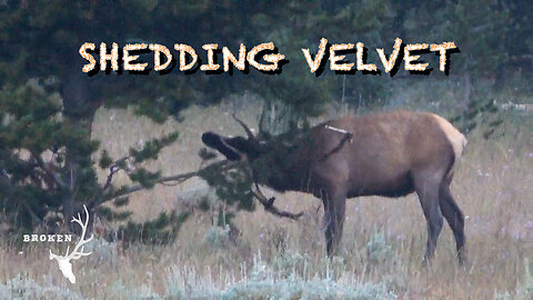 Shedding Velvet