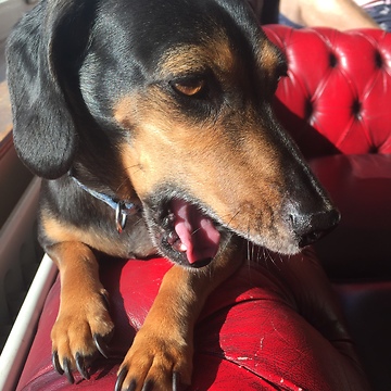 Winston the Dachshund Hates the Vets!