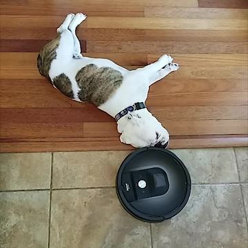 Robot Vacuum Traces Lazy Dog
