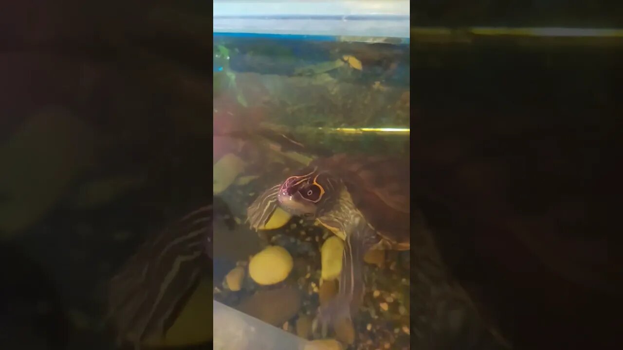 Excited Mississippi Map Turtle 🐢#pets