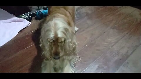 #dogsgow , #animals , #dogs