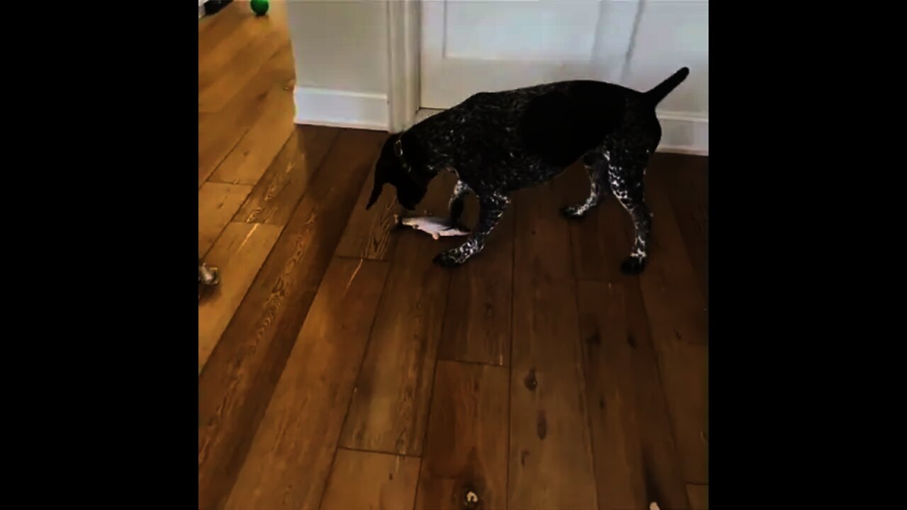 Hey This toy seems strange Where are the feathers