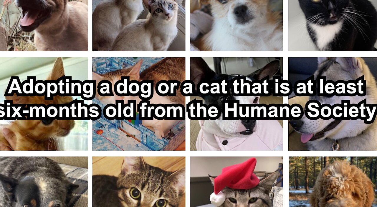 Adopting a dog or a cat that is at least six-months old from the Humane Society