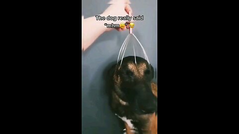 funny animal moments😂