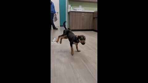 TikTok Happy Dancing Dog