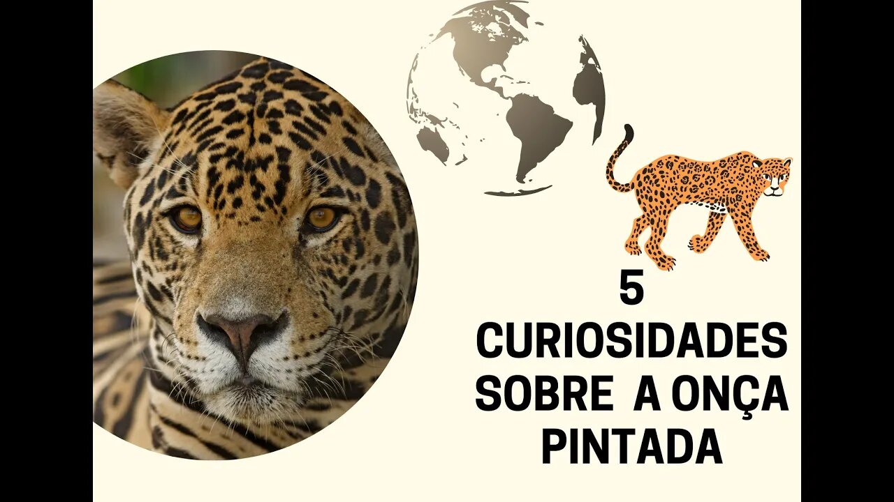 5 Curiosidades sobre a Onça Pintada