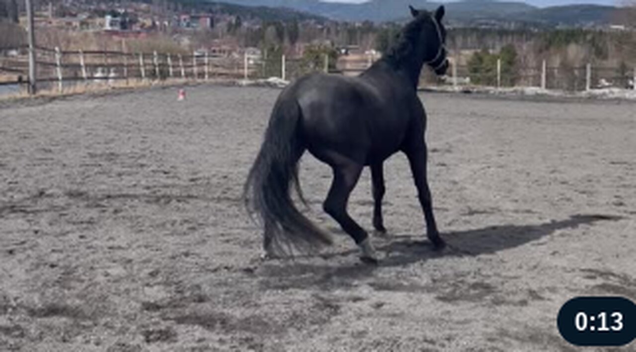 Playful Horse Takes a Tumble and Trots Off Like Nothing Happened