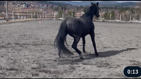 Playful Horse Takes a Tumble and Trots Off Like Nothing Happened