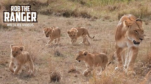 Lioness And Cubs On The Move | Maasai Mara Safari | Zebra Plains