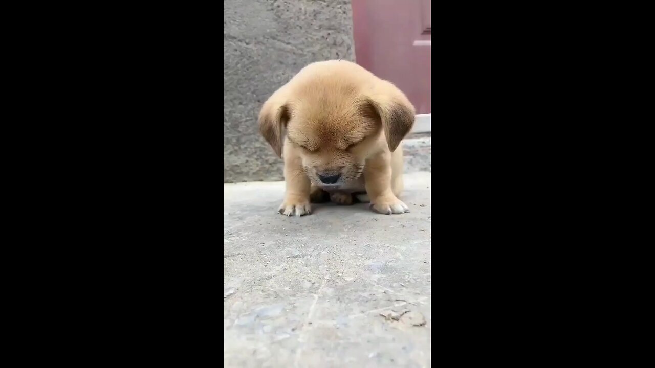 cute puppy sleeping