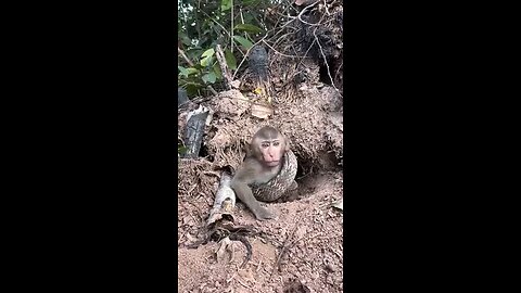 monkey 🐒 vs snake 🐍