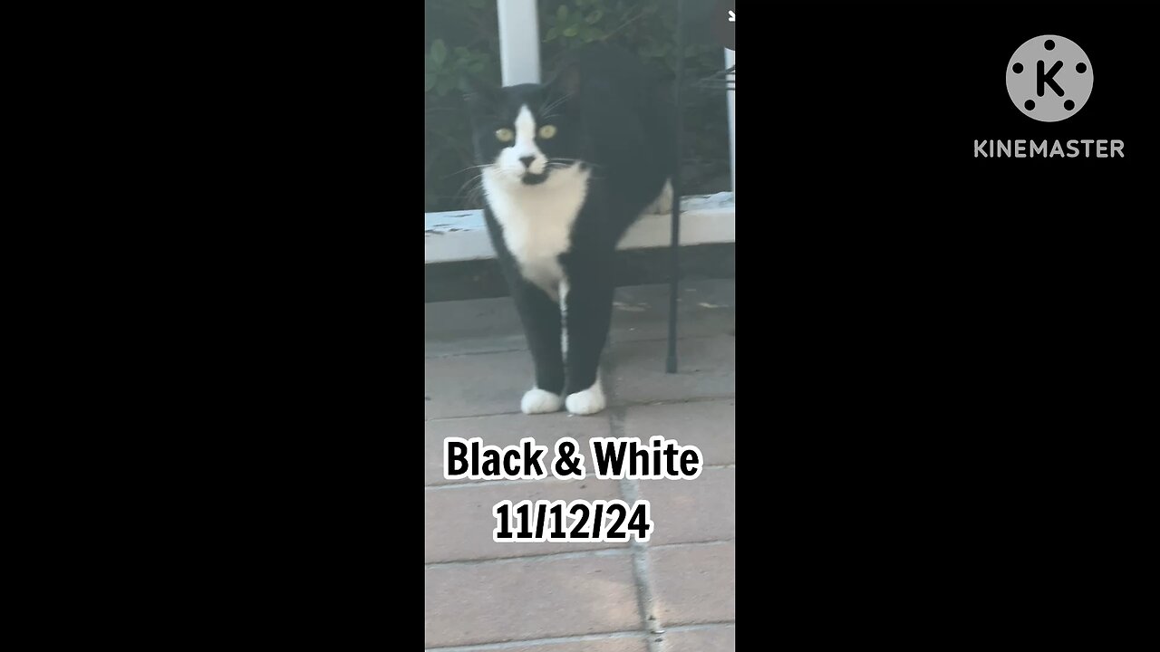 Black & White Looking For Dinner-11/12/24