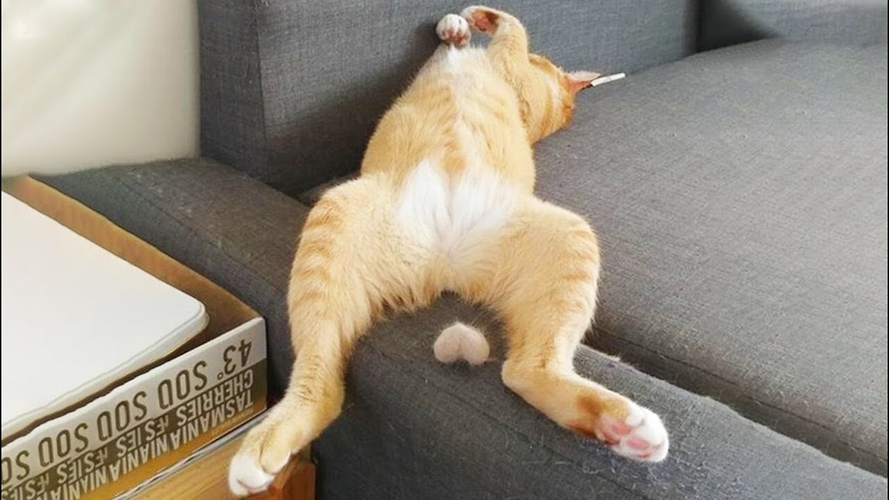 Funny Cats - Don't try to stop laughing - Funniest Cats Ever