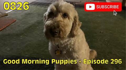 [0826] GOOD MORNING PUPPIES - EPISODE 296 [#dogs #doggos #doggies #puppies #dogdaycare]