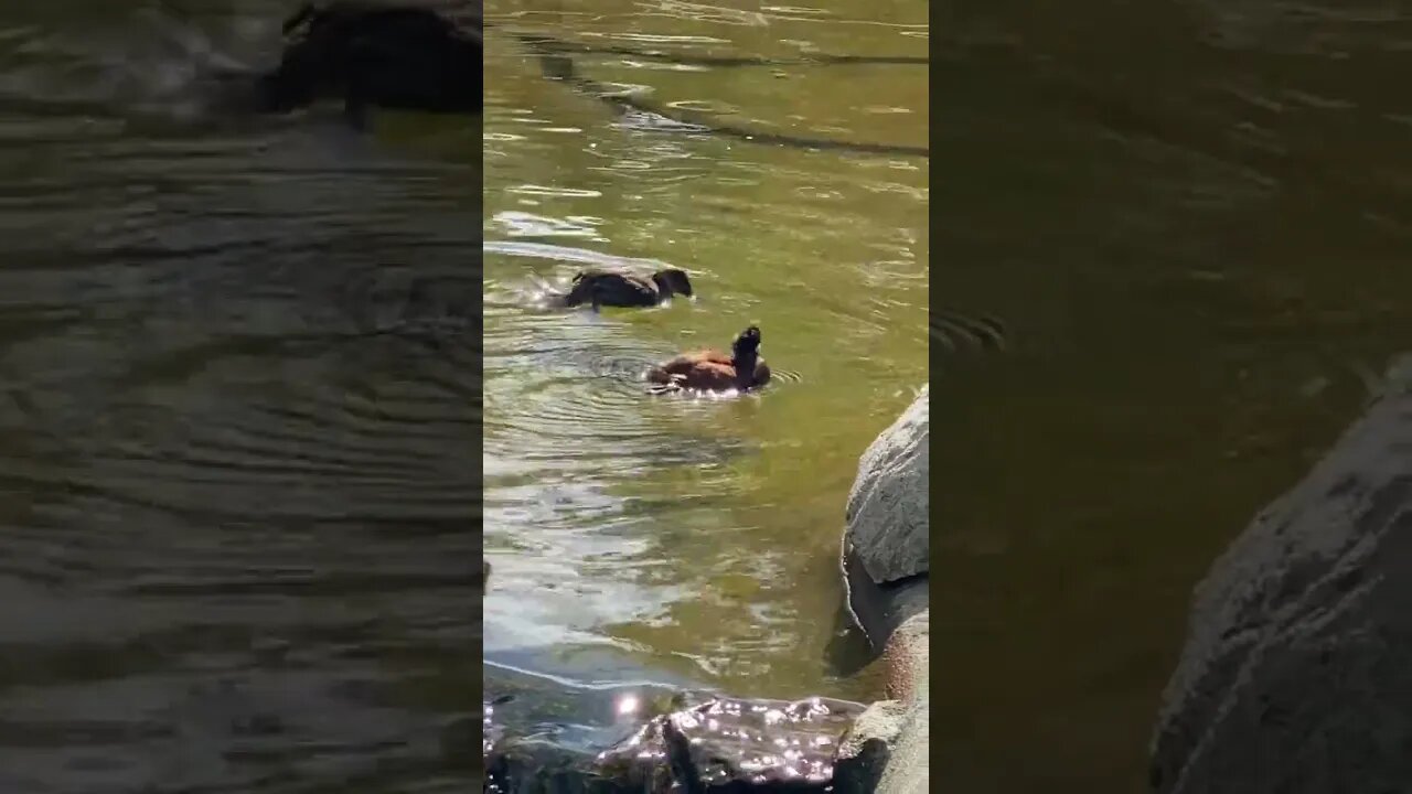 Bath time for the birds.