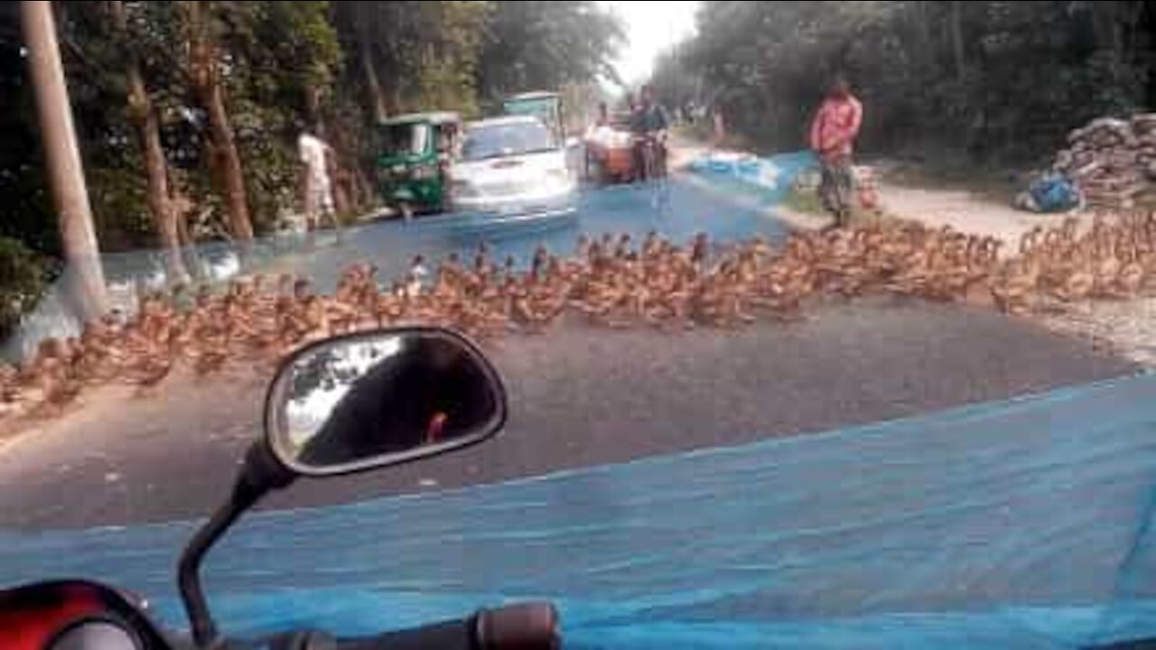 Des centaines de canards traversent la route au Bangladesh