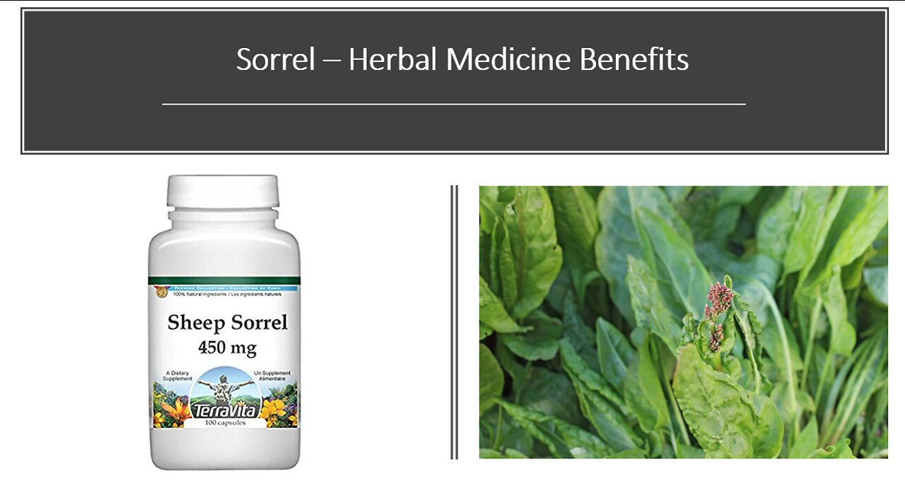 Sorrel - Herbal Medicine Benefits