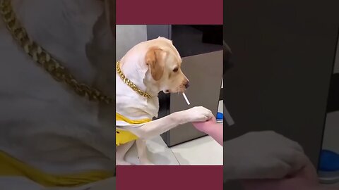 Hilarious animals moments