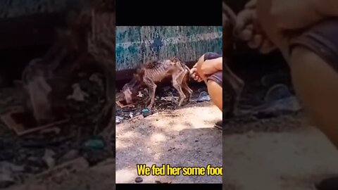 dog rescue transformation🥹🙏❤️ #shorts #shorts #dogrescue #sosad #viral #rspca