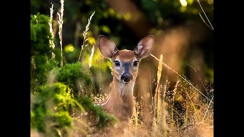 A Very Beautiful Animals video so beautiful.