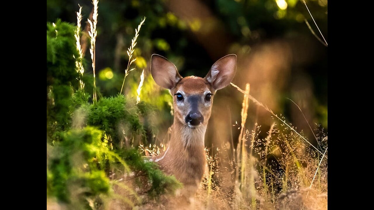 A Very Beautiful Animals video so beautiful.