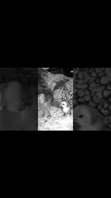 Watching abandoned chicks with new hen and her chicks