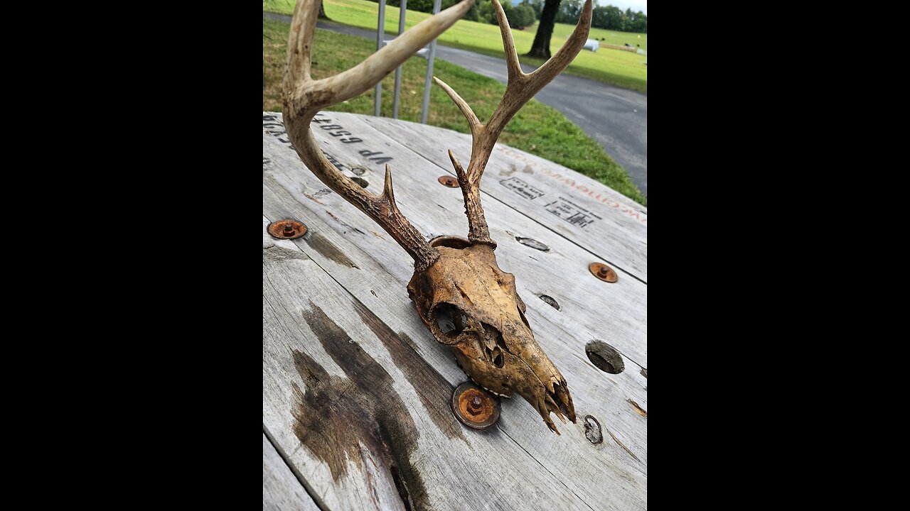 I buried my deer head for 7 months