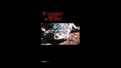 Top 10 Deadliest Animals on the Planet #shorts