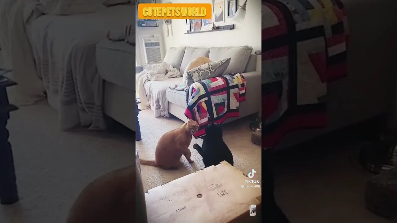 cute cats doing funny things #shorts #funny #tiktok #shorts #puppy