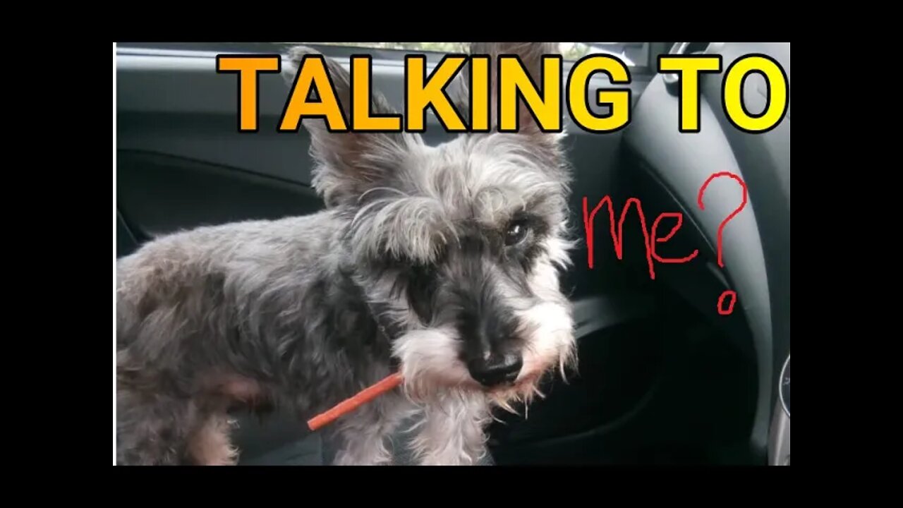 Schnauzer Max : Are you Talking to Me?