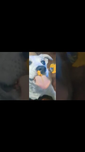 It Got Messy #dogs #dog #cutedogs #dogshorts