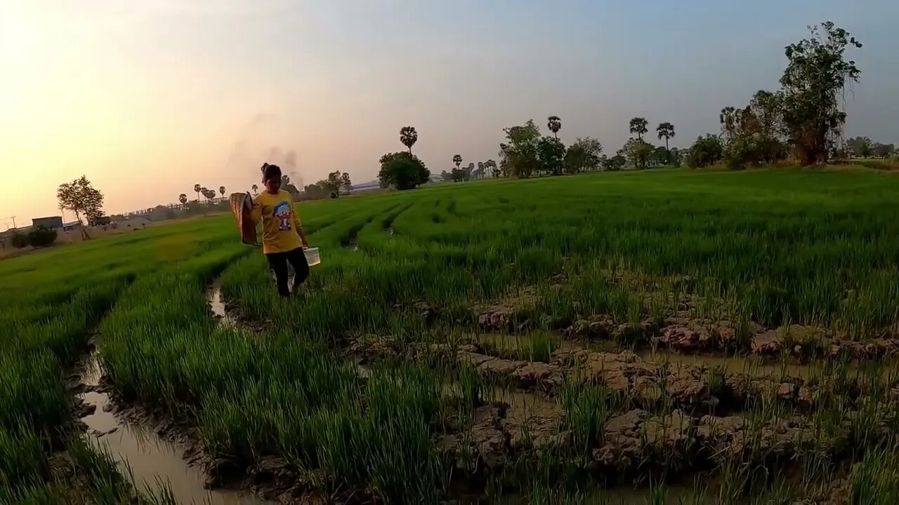 Unbelievable Fishing At Rice Fields