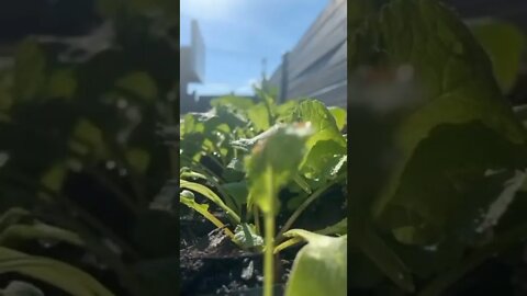 Grow the food you eat