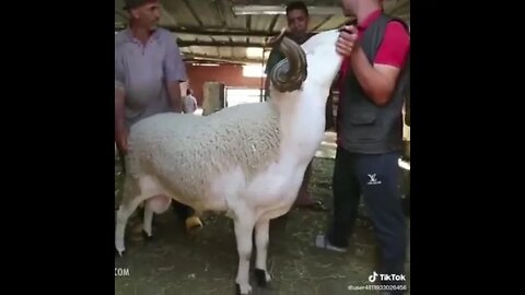 Huge sheep 🐑