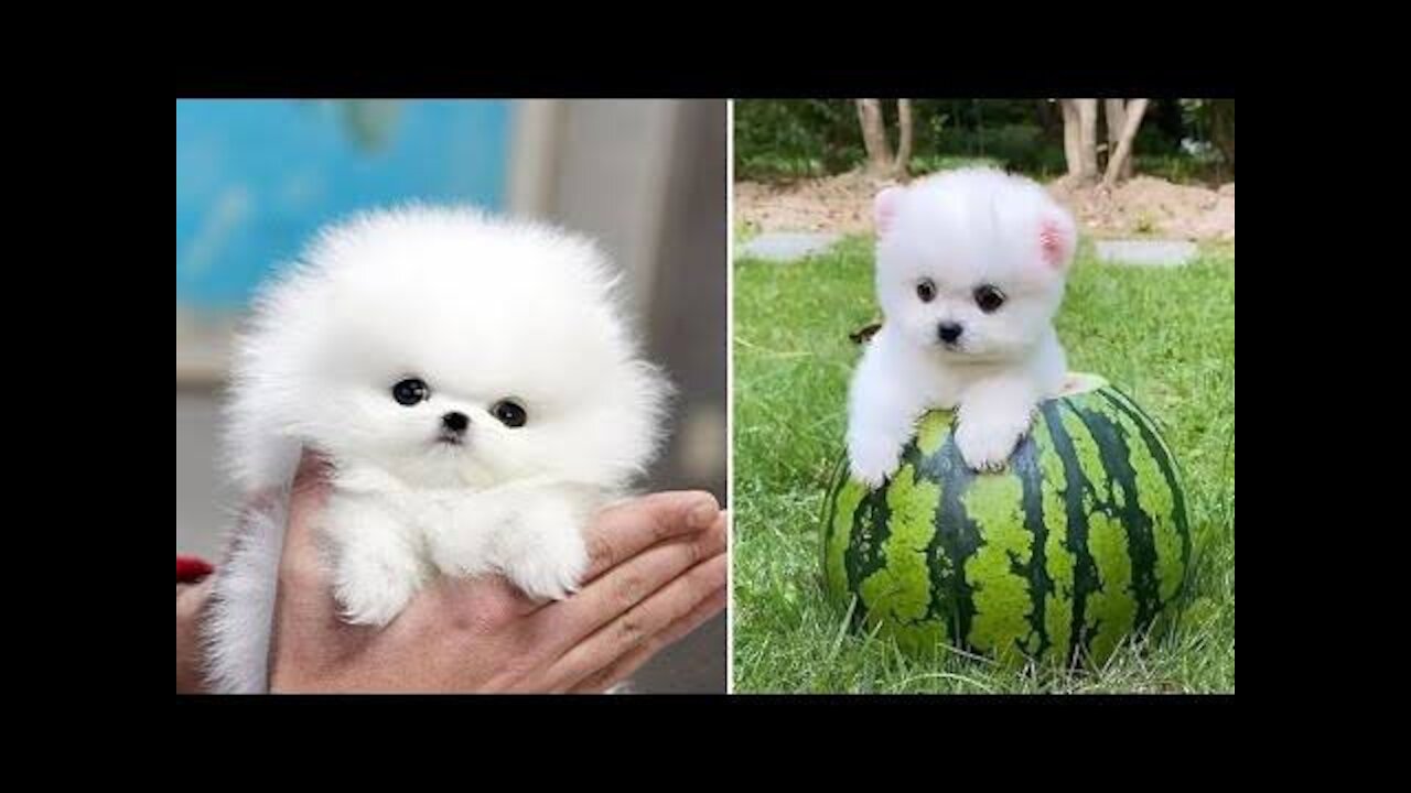 Giving Training to cute Pomeranian dogs