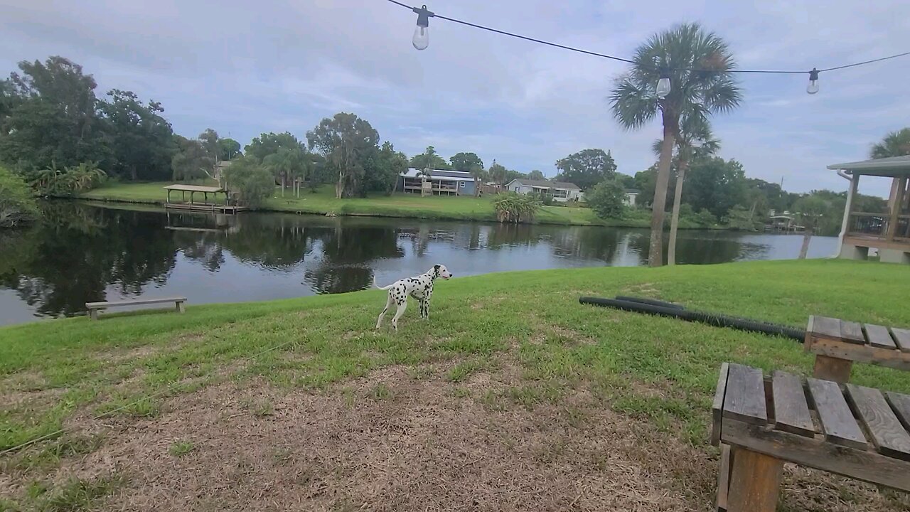 Luna Checking Out Elbow Creek in Melbourne Florida