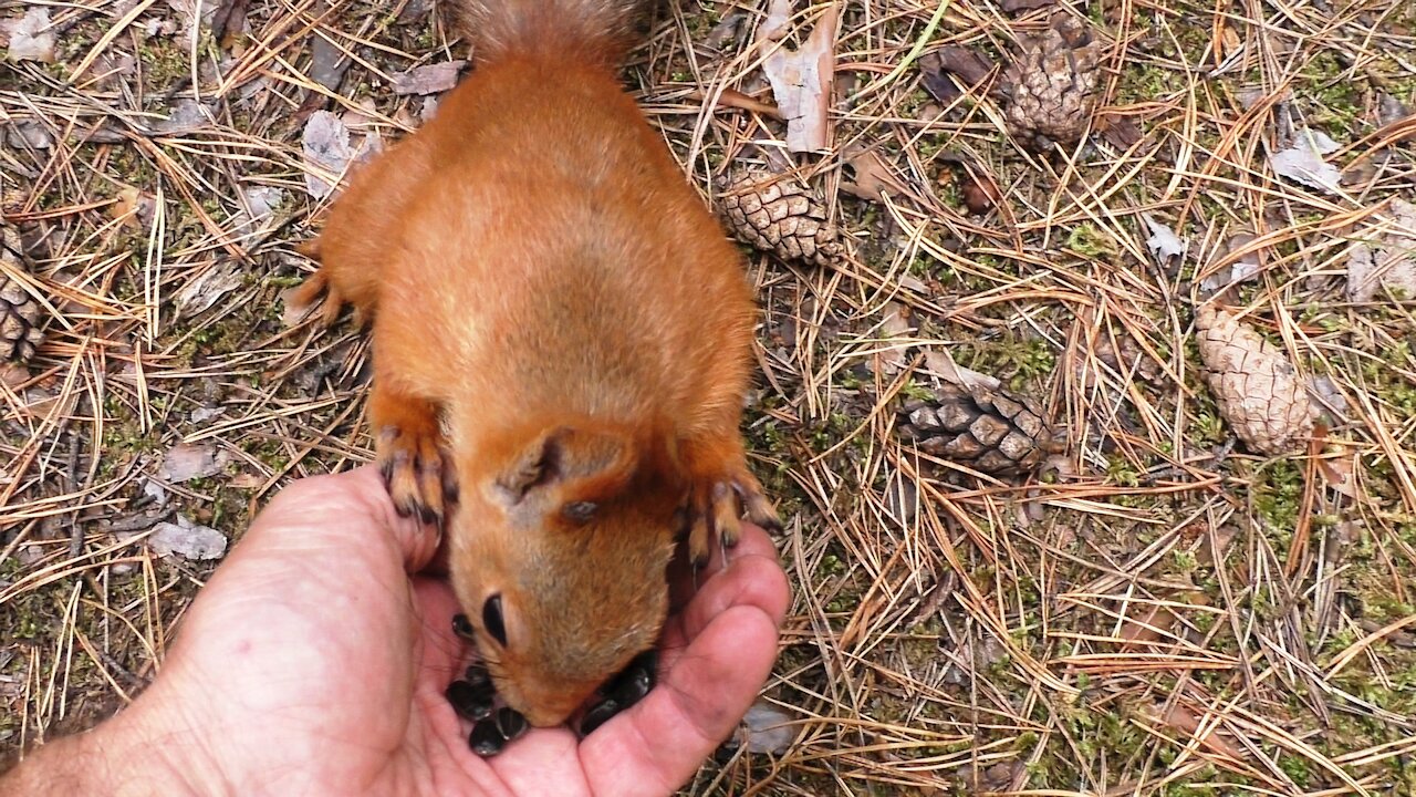 Squirrel makes supplies for the winter