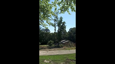 Another sweet gum tree comes down