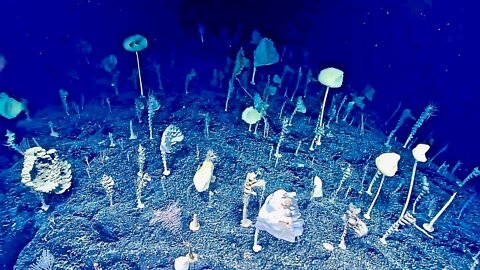 Strange Underwater Forest Discovered by NOAA Deep Ocean Explorer - Okeanos