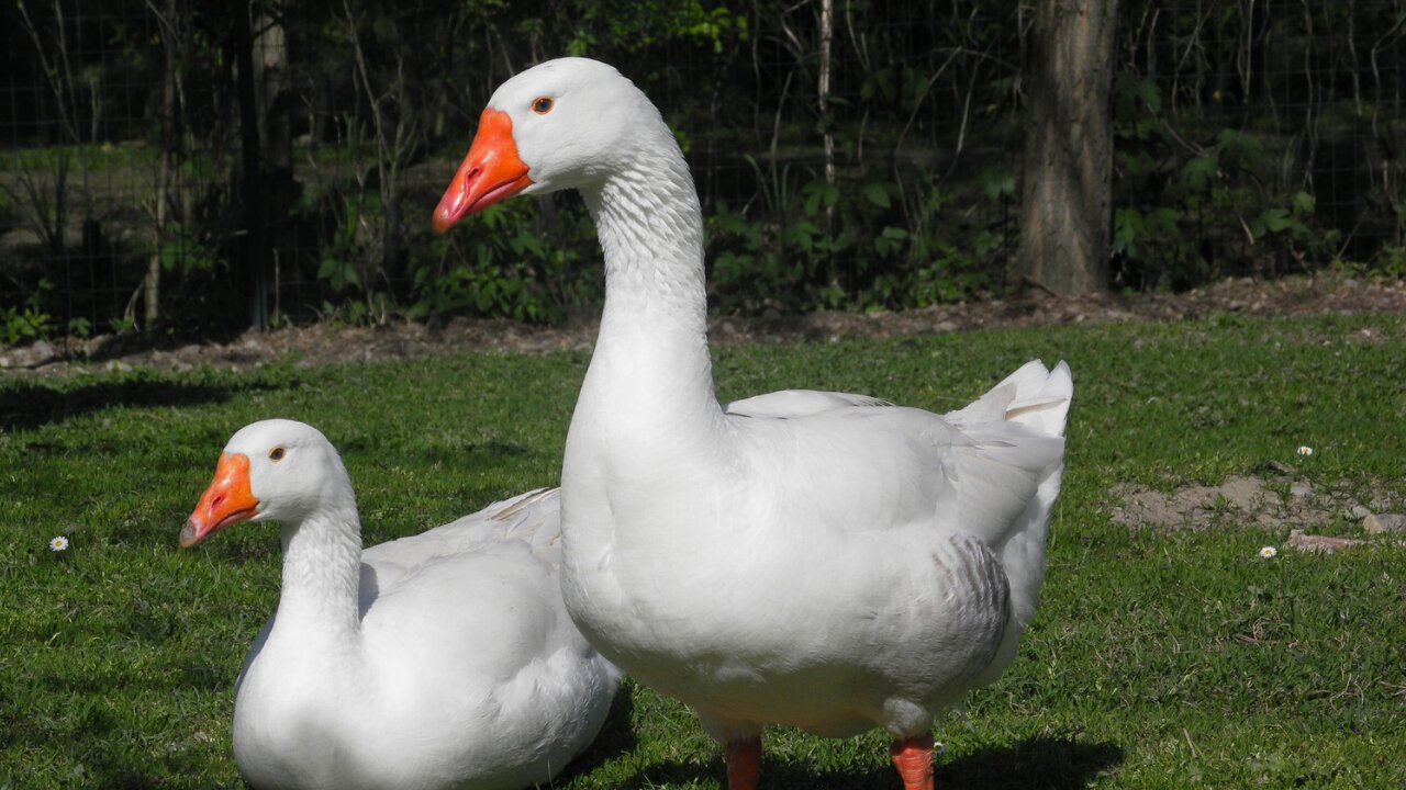 White Goose Bird Video By Kingdom Of Awais