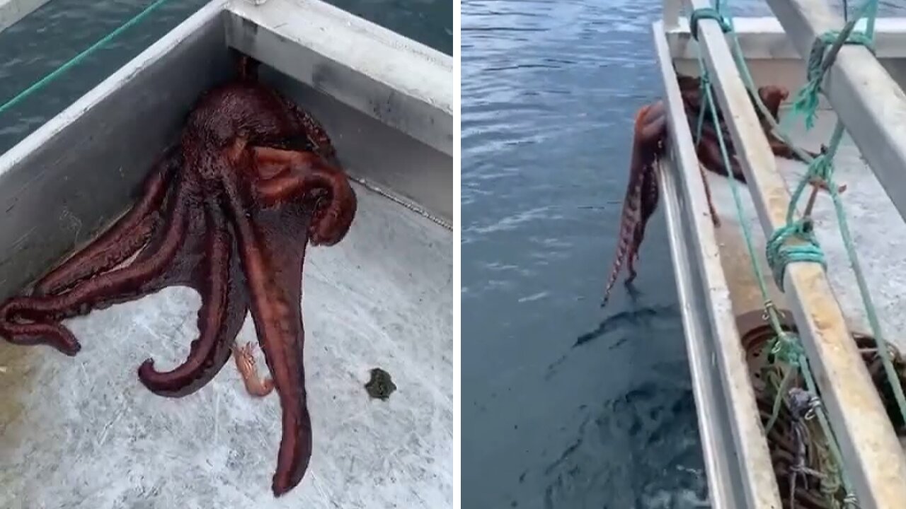 Octopus escapes boat by squeezing through tiny hole