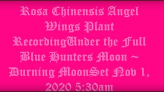Rosa Chinensis Angel Wings Under the Full Blue Hunters Moon
