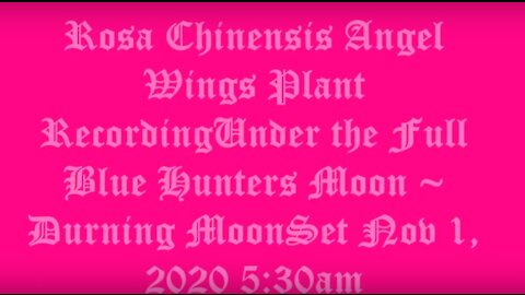 Rosa Chinensis Angel Wings Under the Full Blue Hunters Moon