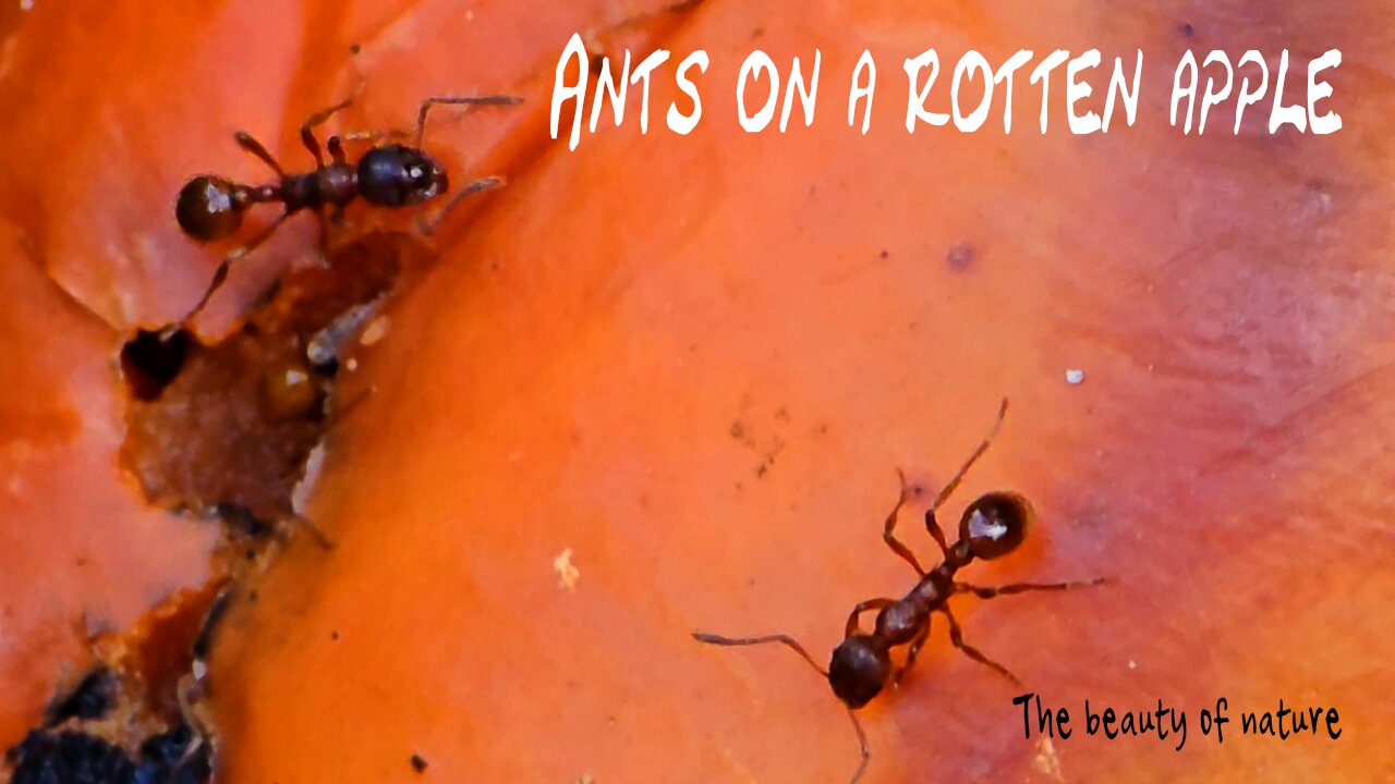 Ants on a rotten apple / beautiful insects in nature.